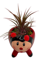 Red Ceramic Ladybug Planter plus Live Air Plant - Tillandsia - 3" Pot