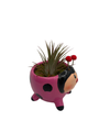 Ceramic Pink Ladybug Planter plus Live Air Plant - Tillandsia - 3" Pot