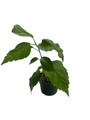 Red Lion's Tail Hibiscus Plant - El Capitola Hibiscus - 4" Pot