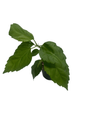 Red Lion's Tail Hibiscus Plant - El Capitola Hibiscus - 4" Pot