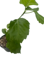 Red Lion's Tail Hibiscus Plant - El Capitola Hibiscus - 4" Pot