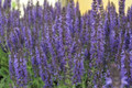 Marcus Dwarf Salvia - Meadow Sage - Deep Dark Purple - Quart Pot - Live Plant