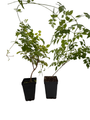 Trumpet Vine Live Plant Duo - One Red and One Yellow - 2.5" Pots