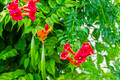 Trumpet Vine Live Plant Duo - One Red and One Yellow - 2.5" Pots