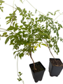 Trumpet Vine Live Plant Duo - One Red and One Yellow - 2.5" Pots