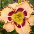 King of the Ages Daylily - Hemerocallis - Rebloomer - Gallon Pot