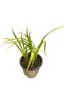 King of the Ages Daylily - Hemerocallis - Rebloomer - Gallon Pot