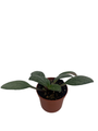 JV's Grey Goose Asian Violet - Primulina - House Plant - 2.5" Pot