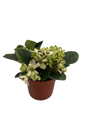 Little Trio Miniature African Violet - Saintpaulia ionantha - 2.5" Pot - Collector's Series