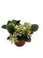 Little Trio Miniature African Violet - Saintpaulia ionantha - 2.5" Pot - Collector's Series