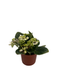 Little Trio Miniature African Violet - Saintpaulia ionantha - 2.5" Pot - Collector's Series