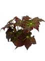 Starburst Begonia Plant - Rhizomatous Begonia - 4" Pot