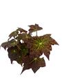 Starburst Begonia Plant - Rhizomatous Begonia - 4" Pot
