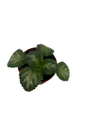 JV's Ace Asian Violet - Primulina - 2.5" Pot - Collector's Series