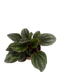 Santiago Peperomia - Peperomia caperata - Houseplant - 2.5" Pot