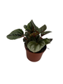 Santiago Peperomia - Peperomia caperata - Houseplant - 2.5" Pot
