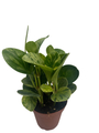 Marble Rubber Tree - 4" Pot - Peperomia obtusifolia