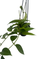 Benitotanii Hoya - 4" Hanging Basket - Wax Plant