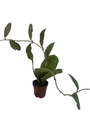 Hoya Finlaysonii - Live Vining Wax Plant - 2" Pot