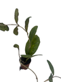 Hoya Finlaysonii - Live Vining Wax Plant - 2" Pot