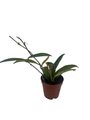 Hoya Minibelle - carnosa x shepherdii - Live Vining Wax Plant - 2" Pot