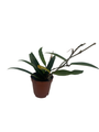 Hoya Minibelle - carnosa x shepherdii - Live Vining Wax Plant - 2" Pot