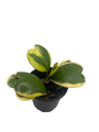 Variegated Hoya Kerrii Albo - Sweetheart Hoya - Vining Wax Plant - 4" Pot