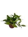 Hoya Memoria Wax Plant - Hoya Gracilis - Live Vining Houseplant - 4" Pot