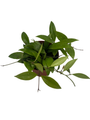 Hoya Memoria Wax Plant - Hoya Gracilis - Live Vining Houseplant - 4" Pot