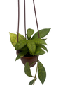 Callistophylla Hoya - 4" Hanging Basket - Rare Wax Plant - Vining Houseplant