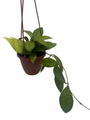 Callistophylla Hoya - 4" Hanging Basket - Rare Wax Plant - Vining Houseplant