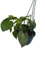 Green Satin Scindapsus - Live Vining Houseplant - 6" Hanging Basket