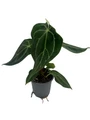 Velvet Leaf Anthurium - Anthurium forgetii - 4" Pot