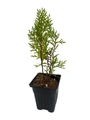 Berkman's Gold Tip Arborvitae - Thuja Orientalis - 4" pot - Evergreen