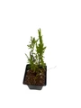 Berkman's Gold Tip Arborvitae - Thuja Orientalis - 4" pot - Evergreen