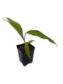Red Tiger Banana Plant - Musa sikkimensis - Live Plant - 2.5" Pot