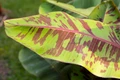 Red Tiger Banana Plant - Musa sikkimensis - Live Plant - 2.5" Pot