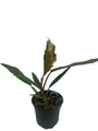 Chocolate Empress Philodendron - Live Houseplant - 4" Pot