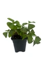 Silver Streak Shamrock Plant - Fanny Oxalis - Houseplant - 4" Pot