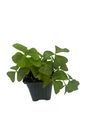 Silver Streak Shamrock Plant - Fanny Oxalis - Houseplant - 4" Pot