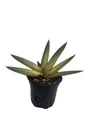 Rare Variegated Boncel Starfish Snake Plant -Sansevieria - Live Houseplant - 4" Pot