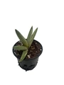Rare Variegated Boncel Starfish Snake Plant -Sansevieria - Live Houseplant - 4" Pot