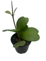 Vining Hoya Kerrii - Sweetheart Hoya - Wax Plant - 4" Pot