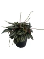 San Marino Peperomia - Peperomia caperata - Live Houseplant - 4" Pot