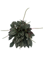 San Marino Peperomia - Peperomia caperata - Live Houseplant - 4" Pot
