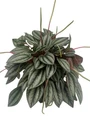 San Marino Peperomia - Peperomia caperata - Live Houseplant - 4" Pot