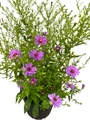Wood's Purple Aster - Gallon Pot - Fall Blooming Perennial