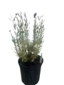 Hidcote Blue Lavender Herb - Lavandula angustifolia - Live Plant - Gallon Pot
