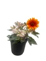 Orange Marble False Sunflower - Heliopsis helianthoides - Perennial - Gallon Pot