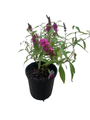 Buzz Hot Raspberry Dwarf Butterfly Bush - Compact Buddleia - Gallon Pot